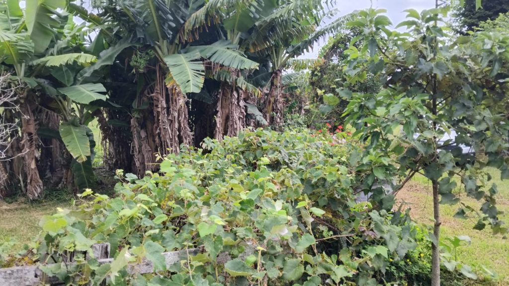 Chácara em Linha Portão