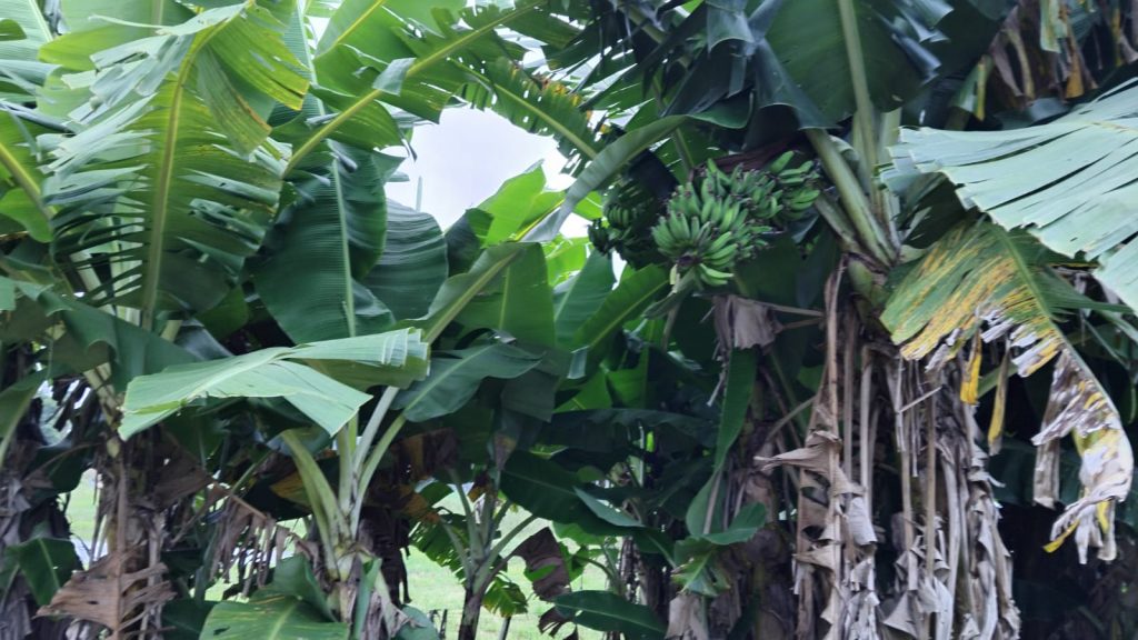 Chácara em Linha Portão